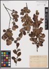 Foto von Salix aurita L.